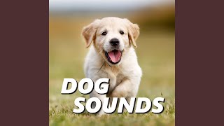 Sounds of Dogs Barking [upl. by Lapointe]