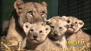 Longleat Lion Cubs at four weeks old [upl. by Suqram]