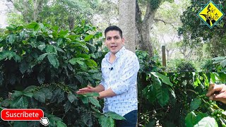 Productores de Café en México  Métodos de cultivo y cuidados de la planta de café [upl. by Carrelli]