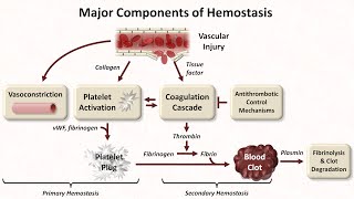 Hemostasis Lesson 1  An Introduction [upl. by Delisle]