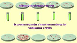 cause of mutations Luria amp Delbruck experiment [upl. by Ocirema926]