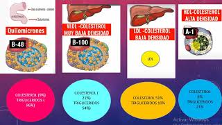 FISIOPATOLOGÍA DE LA DISLIPIDEMIA [upl. by Miun]