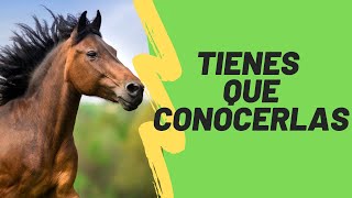 Las 6 enfermedades mas comunes en los caballos [upl. by Panchito]