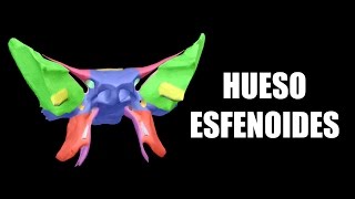 Hueso Esfenoides 3D  AnatomíaMD [upl. by Gnilrits]