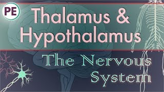 The Nervous System Diencephalon  Thalamus amp Hypothalamus [upl. by Horner]