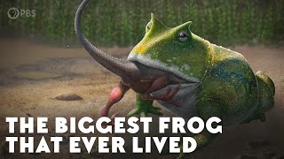 The Biggest Frog that Ever Lived [upl. by Dunham]