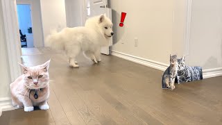 Dog vs paper cats [upl. by Baseler454]