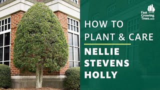 Nellie Stevens Holly  How to Plant amp Care [upl. by Mauro]