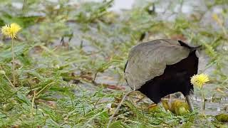 BronzeWinged Jacana foraging [upl. by Sherurd925]