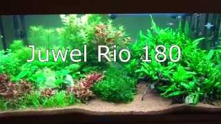 Juwel Rio 180 Planted Aquarium [upl. by Center]