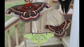 Giant Moths [upl. by Eibbob]