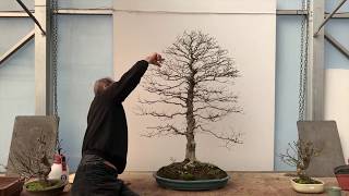 Trimming amp Root Pruning Korean Hornbeam Bonsai [upl. by Anali]