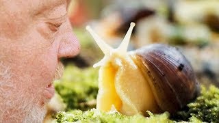 Hmm süße SCHNECKE  NORBERT ZAJAC  Zoo Zajac [upl. by Rehpoitsirhc]