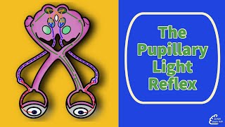 The Pupillary Light Reflex [upl. by Thurman379]