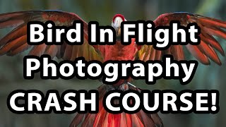 Bird In Flight Photography  Crash Course [upl. by Hemetaf]