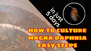 How to Culture Magna Daphnia Easily [upl. by Sofie]