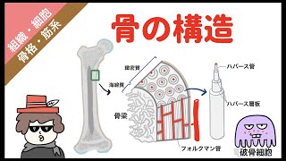 骨の構造【イラスト解剖学で分かりやすく説明】 [upl. by Say]