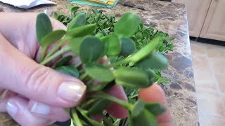 How to Grow Sunflower Sprouts and Microgreens [upl. by Aikrehs108]