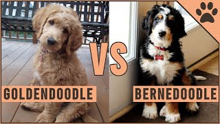 Goldendoodle vs Bernedoodle  Which Dog Is Better [upl. by Jenifer]