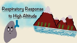 Respiratory Response To High Altitude  Acclimatization Physiology  Respiratory Physiology [upl. by Zipporah]