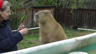 Cutest Capybara So Adorable in Pool [upl. by Fiorenze]