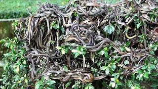 इस ISLAND से दूर रहो  Most Dangerous Snake Island On The Planet  Deadliest Brazil Island  Snakes [upl. by Dnama]