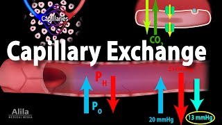 Capillary Exchange and Edema Animation [upl. by Klement]