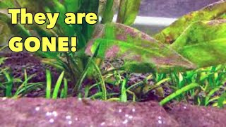 REMOVE Brown Algae from your Aquarium by DOING THIS [upl. by Asertal217]