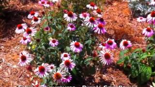 Echinacea purpurea  Purple Coneflower [upl. by Yentterb808]