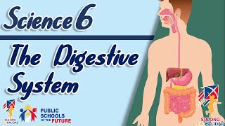 Grade 6  The Digestive System  SCIENCE 6 [upl. by Itida]