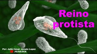 Reino protista [upl. by Otiv319]