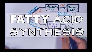 Fatty Acid Biosynthesis  Part II [upl. by Anikram]