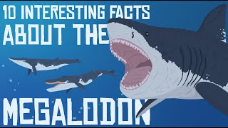 10 Interesting Facts about the MEGALODON [upl. by Aihcrop]