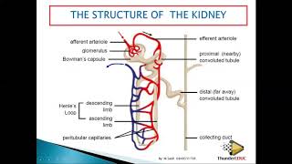 Structure of a NEPHRON grade 11 life sciences  MSAIDI  ThunderEDUC [upl. by Adyol629]