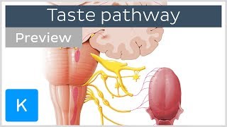 Taste pathway steps and diagram preview  Human Neuroanatomy  Kenhub [upl. by Tyika]