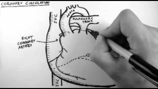 Coronary Circulation [upl. by Hosfmann]