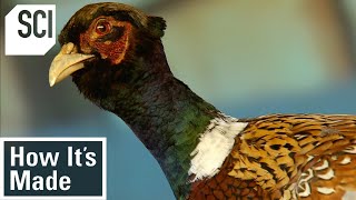 How Its Made Pheasant Breeding [upl. by Oppen]