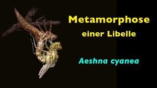 Metamorphose einer Libelle Aeshna cyanea [upl. by Gentille]