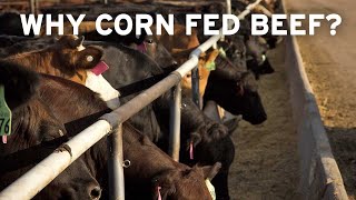 Why Corn Fed Beef [upl. by Bringhurst]