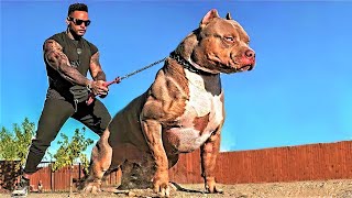 14 Most Aggressive Guard Dogs in the World [upl. by Essy]