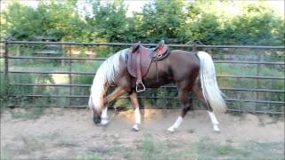 Golden Bronze Palomino Tennessee Walking Horse Stallion [upl. by Abeu359]