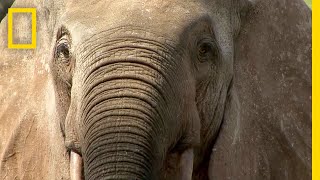 Elephant Poaching Forces This Community to Take Sides  National Geographic [upl. by Aidnic]