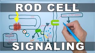 Rod Cell Signaling [upl. by Boser]