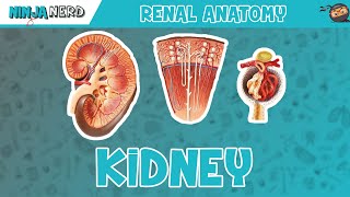 Renal  Kidney Anatomy Model [upl. by Aivull]