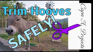 How to Trim Hooves without a Farrier [upl. by Camila]