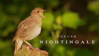 Bird sounds Nightingale bird singing [upl. by Airpal]