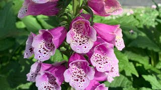 Digitalis purpurea Foxglove [upl. by Reinaldo]