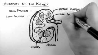 Renal Anatomy 1  Kidney [upl. by Frodi]