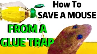 HOW TO REMOVE a MOUSE From GLUE TRAP  Humane amp FAST [upl. by Ellenaj]