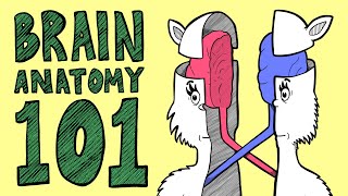 BRAIN ANATOMY BASICS In Rhyme [upl. by Nason738]